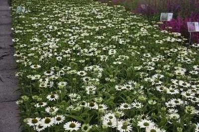 Produktbild von 6 x Echinacea purp. 'Virgin'® - Sonnenhut - Topf 9 x 9 cm