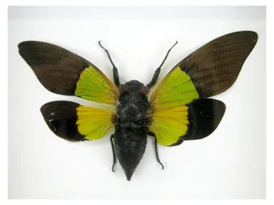 Produktbild von Echtes Insekt im Schaukasten Wandbild taxidermie