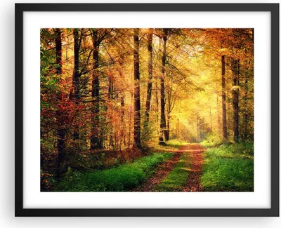 Produktbild von Gerahmtes Poster - Schwarzer Rahmen - Wald Baum Natur - 50x40 cm - Wand Bild - Wanddeko - Wandbilder - Kunstposter - Wandposter - Bilderrahmen - Bilder - Kunstdruck - Wandbild - P2BAA50x40-3718