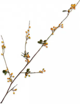 Produktbild von Silk-ka Kunstblume-Kunstzweig Beerenzweig Gelb-Grün 124 cm