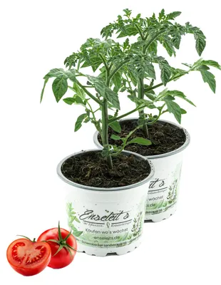 Produktbild von Enseleits 2er Set Tomatenpflanze Harzfeuer F1, Tomaten Pflanzen, Pflanze, Frische Gemüsepflanzen