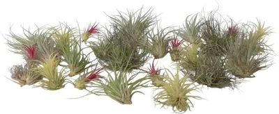 Produktbild von Tillandsien Luftpflanzen - 24 Stk - Tillandsia - Höhe 5-15cm - ⌀5cm
