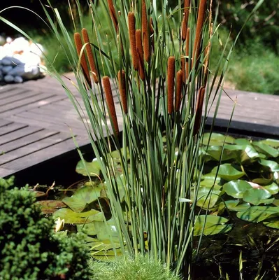 Image de Bloomique - Lot de 3 - Typha Latifolia - Grand Massette - Cigare des marais - Plantes de bassin - Résistante au gel - Zone de bassin 2-3 - Hauteur 15-25 cm - Pot 9 cm