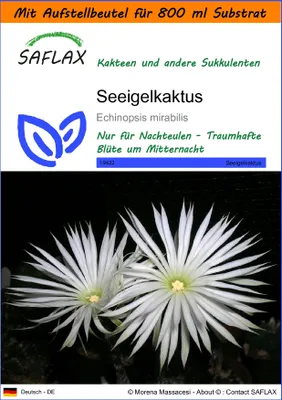 Produktbild von SAFLAX Garden in the bag - Seeigelkaktus - Echinopsis mirabilis - 40 Samen - Mit Anzuchtsubstrat im praktischen, selbst aufstellenden Beutel