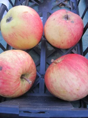 Produktbild von Malus Moringer Rosen - Moringer Rosenapfel
