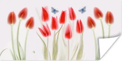 Produktbild von MuchoWow® Poster Bild von roten Tulpen 80x40 cm - Wanddeko