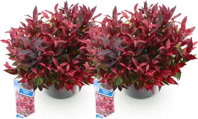 Produktbild von GreenboutiQ - Gartenpflanze - Leucothoe Zeblid - Rot - 2 Pflanzen - Immergrün - Wenig Pflege - Topf 17cm Höhe 35 - 45cm