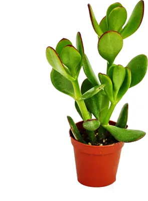 Produktbild von Crassula portulacea - Peniazovník - v kvetináci 5,5 cm