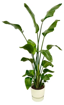 Produktbild von Strelitzia Nicolai einschließlich elho Greenville Runde weiß - 155-170cm - Ø30cm - Zimmerpflanze - Komplett-Set - Pflanze mit Topf