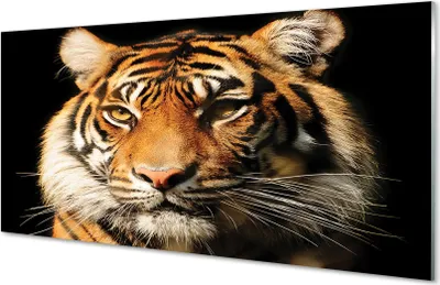 Produktbild von Glasbilder 100x50 Wandkunst Tiger