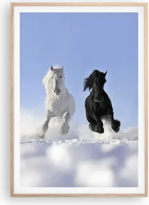 Produktbild von Gerahmtes Poster - Rahmen in heller Eiche - Tiere Schönheit Wettbewerb - 70x100 cm - Wand Bild - Wanddeko - Wandbilder - Wandposter - Bilderrahmen - Bilder - Kunstdruck - Wandbild - P2NPA70x100-2179
