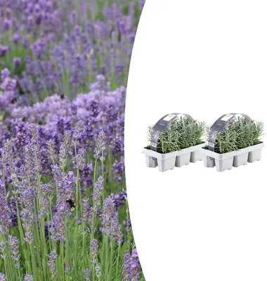 Zdjęcie produktu dla Lavender angustifolia | 12 sztuk - 15cm - Ø7cm - Roślina ogrodowa