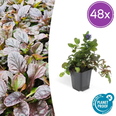 Zdjęcie produktu dla Ajuga reptans | 48 sztuk - 10-25cm - Ø9cm - Roślina ogrodowa