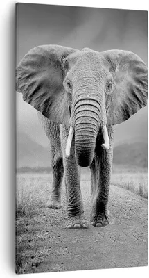 Produktbild von Bild auf Leinwand - Leinwandbild - Einteilig - Elefant Wildnis Natur - 55x100cm - Wand Bild - Wanddeko - Wandbilder - Leinwanddruck - Bilder - Wanddekoration - Leinwand bilder - PA55x100-4966