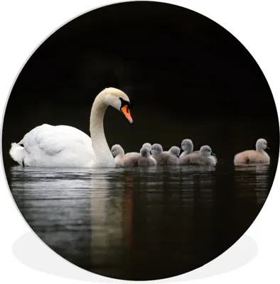 Produktbild von MuchoWow® Rundes Wandbild - Runde Bilder Schwäne - Wasser - Schwarz Ø 30 cm Kreis Wanddekoration Kunststoff - Wandkreis - Wandschmuck - Schlafzimmer - Bilder - Der Kreis - Kunst für die Wohnung - Plastik - Kunstdruck - Wandbild