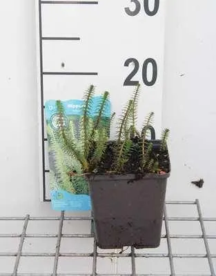 Obrázok produktu pre 6 x Hippuris vulgaris - jedľa obyčajná - kvetináč 11 x 11 cm