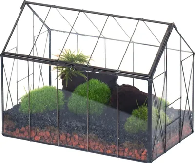 Produktbild von Glas-Terrarium mit Deckel - für Sukkulenten und Kakteen - 1 Stück - schwarz - 9,4" x 5,5" x 7,3"