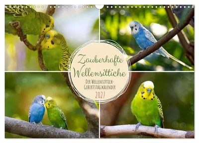 Produktbild von Zauberhafte Wellensittiche (Wandkalender 2027 DIN A3 quer), CALVENDO Monatskalender