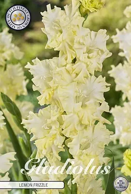 Artikelbild 2 von 'Gladiole Lemon Frizzle (10 Stück)' aus der Kategorie Gladiolenzwiebeln