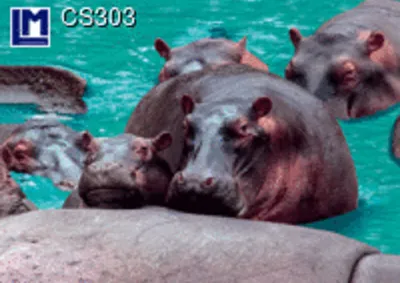 Produktbild von 3 D Ansichtskarte Flußpferde, Postkarte Wackelkarte Hologrammkarte Bild Nilpferde Hippos