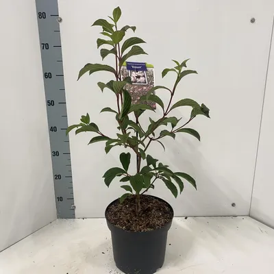 Zdjęcie produktu dla Viburnum bodnantense 'Dawn' – kalina zimowa | 70–80 cm w doniczce