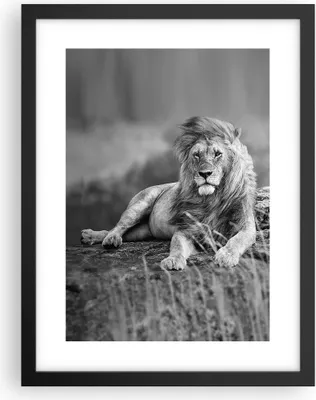 Produktbild von Gerahmtes Poster - Schwarzer Rahmen - Löwe Tier Natur - 30x40 cm - Wand Bild - Wanddeko - Wandbilder - Kunstposter - Wandposter - Bilderrahmen - Bilder - Kunstdruck - Wandbild - P2BPA30x40-3931