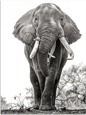 Produktbild von MuchoWow® Poster Elefant - Porträt - Tiere - Schwarz und weiß 90x120 cm - Wohnzimmer