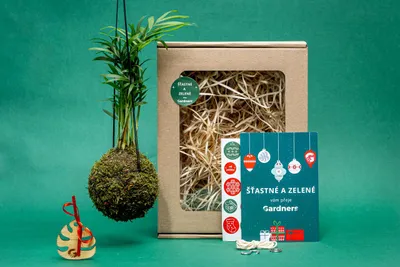 Obrázok produktu pre Gardners Vánoční dárková sada - Kokedama Chamaedorea elegans (S)