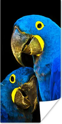 Produktbild von MuchoWow® Poster Papagei - Vogel - Federn - Blau 20x40 cm - Plakat - Foto