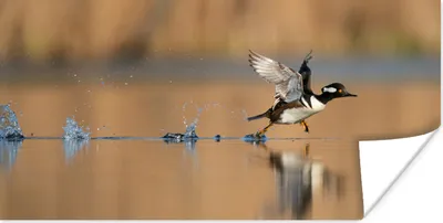 Produktbild von MuchoWow® Poster Ente - Wasser - Vogel 40x20 cm - Poster für die Wand - Poster Schlafzimmer