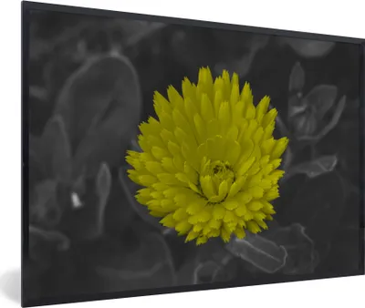 Produktbild von MuchoWow® MuchoWow® Gerahmtes Poster Blumen - Aquarell - Löwenzahn 30x20 cm - Poster mit zchwarzem Bilderrahmen - Kunstdruck - Bild-Poster