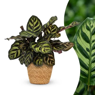 Produktbild von Calathea Makoyana – Pfauenpflanze – mit Korb - 25cm - Ø12cm