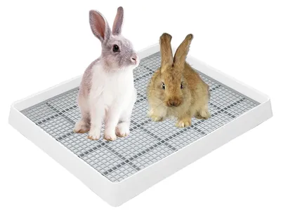 Immagine prodotto di Lettiera Katzenklo XL - Contenitore per l'urina - Toilette per animali domestici - Adatta per conigli, porcellini d'India e cincillà - Dimensioni: 383 x 309 x 65 mm - Toilette per cani