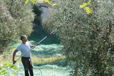 Image de Perche télescopique pour secoueurs pneumatiques d'olives