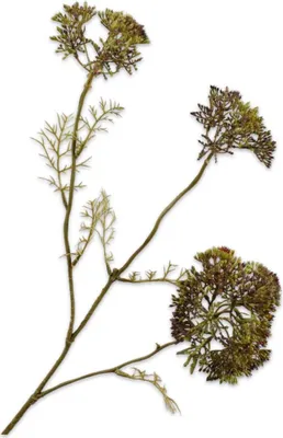 Produktbild von Silk-ka Kunstblume - Seidenblumen Dillzweig Lila 74cm