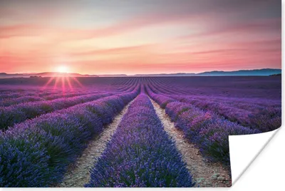 Produktbild von MuchoWow® Poster Lavendel - Lila - Blumen 90x60 cm - Schlafzimmer
