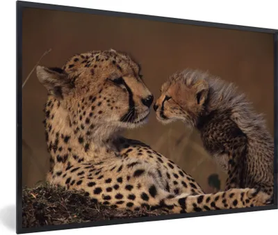 Produktbild von MuchoWow® Gerahmtes Poster Gepardenmutter und Jungtier 30x20 cm - Poster mit Schwarzem Bilderrahmen Wandposter Rahmen Foto Bilder - Kunstdruck - Bild-Poster