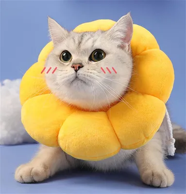 Image de Collier pour chat - Colliers pour chat - Collier pour chat - Collier de protection pour chat - Collier pour chat après une opération - Fleur