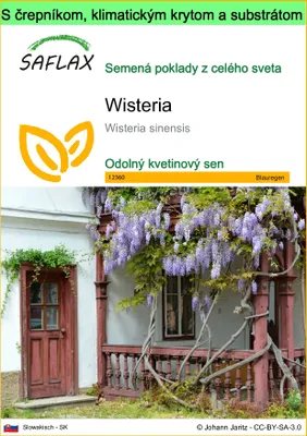 Obrázok produktu pre SAFLAX Garden to go - Wisteria - Wisteria sinensis - 4 Semená - S črepníkom, klimatickým vekom a pestovateľským substrátom