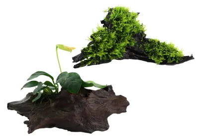 Produktbild von Aquarium Pflanze auf Wurzel Tropica Nr.101 YWS 003A YWS Set Mix