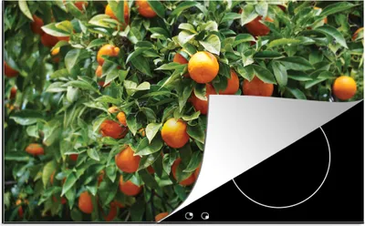 Produktbild von KitchenYeah© Herdabdeckplatte Obst - Orange - Baum , 91x52cm, Küche Deko, Glaskeramikkochfeld Herdabdeckung, Abdeckplatte fùr Kochfeld