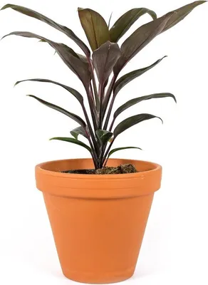 Obrázek produktu pro Gardners Cordyline fruticosa Mambo, průměr 12 cm