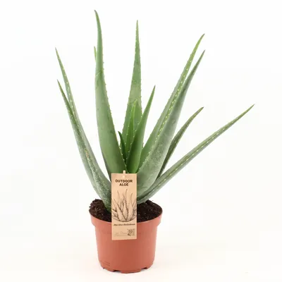 Immagine prodotto di Aloe Vera - 60-70cm - Ø19cm - Pianta d'appartamento - Sempreverde - Cactus e piante grasse