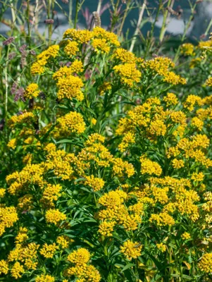 Zdjęcie produktu dla Solidago x cult. 'Laurin', nawłoć, zwarta, doniczka ok. 9x9 cm