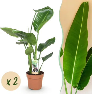 Produktbild von Stelitzia Nicolai - Paradiesvogelblume - Pflegeleicht - Grün - 2 Pflanzen - 70-90cm - Ø17cm - Zimmerpflanze - Immergrün