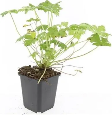 Immagine prodotto di Tappeto erboso - Geranium macrorrhizum 'Czakor' - Vaso da 9 cm - Set di 60 piante
