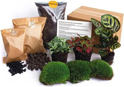 Zdjęcie produktu dla Ogród w butelce – zestaw Calathea Makoyana – terrarium roślinne z Calathea Makoyana i Fittonia – komplet