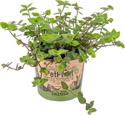 Image de Bloomique - Callisia repens - Plante tortue - Comestible pour animaux - Plante d’intérieur - Sans danger - Hauteur 40-50 cm - Pot 15 cm