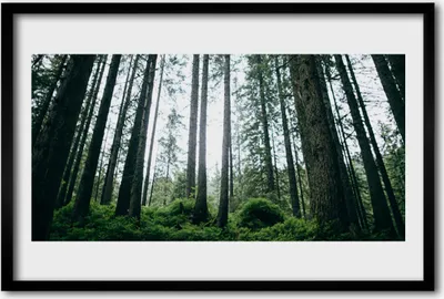 Produktbild von Bild 60x40 MDF-Rahmen Wandkunst Natur Wald Bäume
