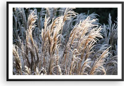 Produktbild von Gerahmtes Poster - Schwarzer Rahmen - Stock Ähren Boho - 91,5x61 cm - Wand Bild - Wanddeko - Wandbilder - Kunstposter - Wandposter - Bilderrahmen - Bilder - Kunstdruck Wanddekoration - P2BAA91x61-4523